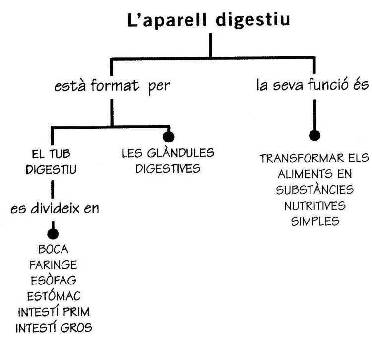 Resultado de imagen de aparell digestiu primaria