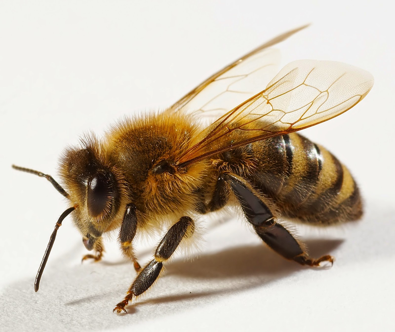 anthophilas: ¿De qué depende que una abeja sea reina, obrera o zángano?