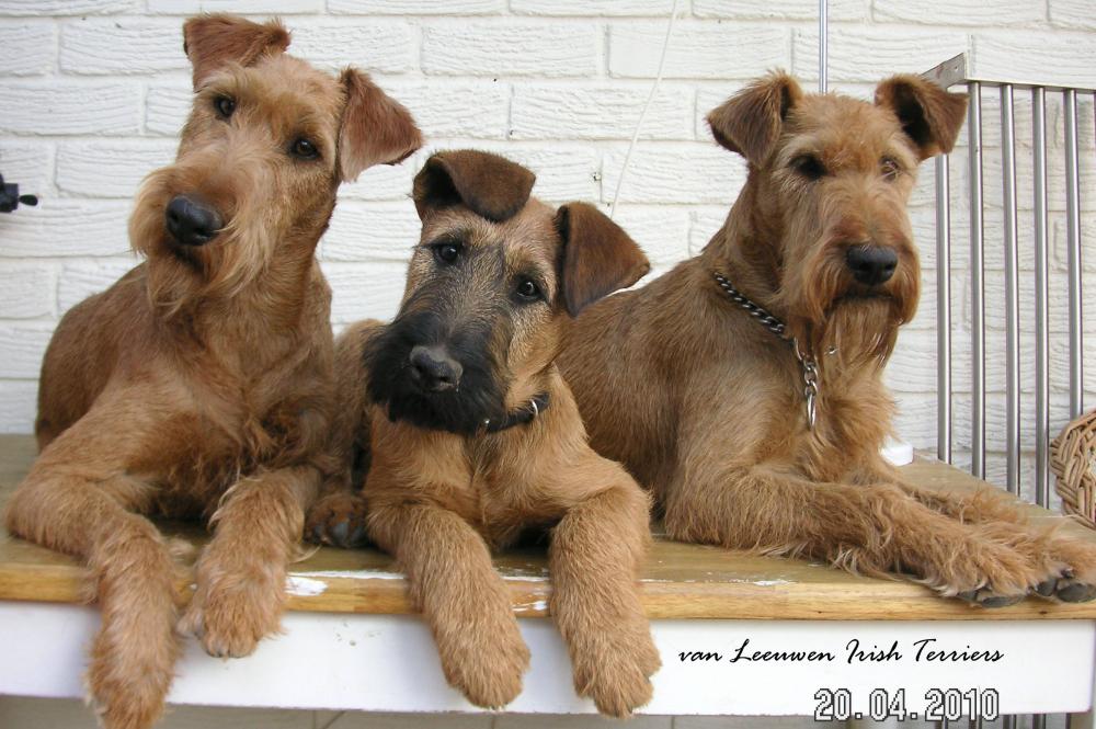 Irish Terrier Dog Grooming Tips and Guide Step by Step ... Irish Terrier Dog Grooming Tips and Guide Step by Step ...