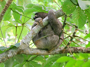  Brown Throated Sloth the . bradypus