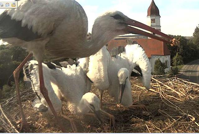 Bild