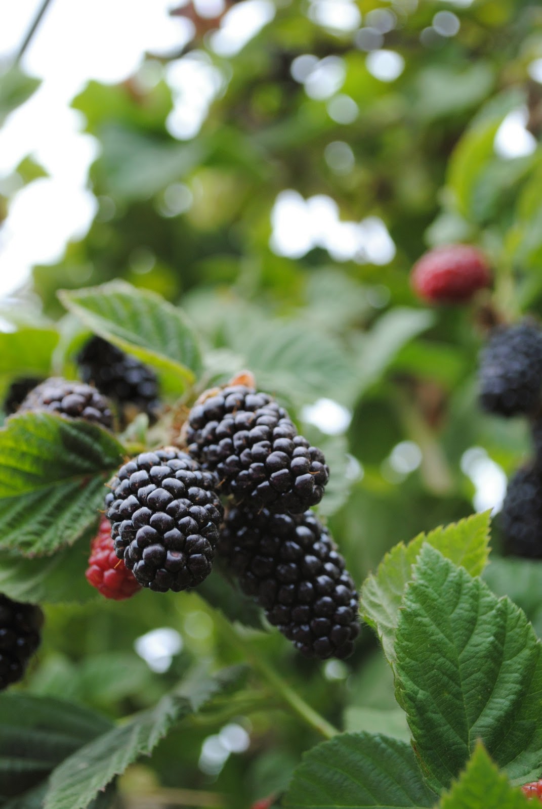 Culinary Adventures with Camilla Olallieberry FAQ