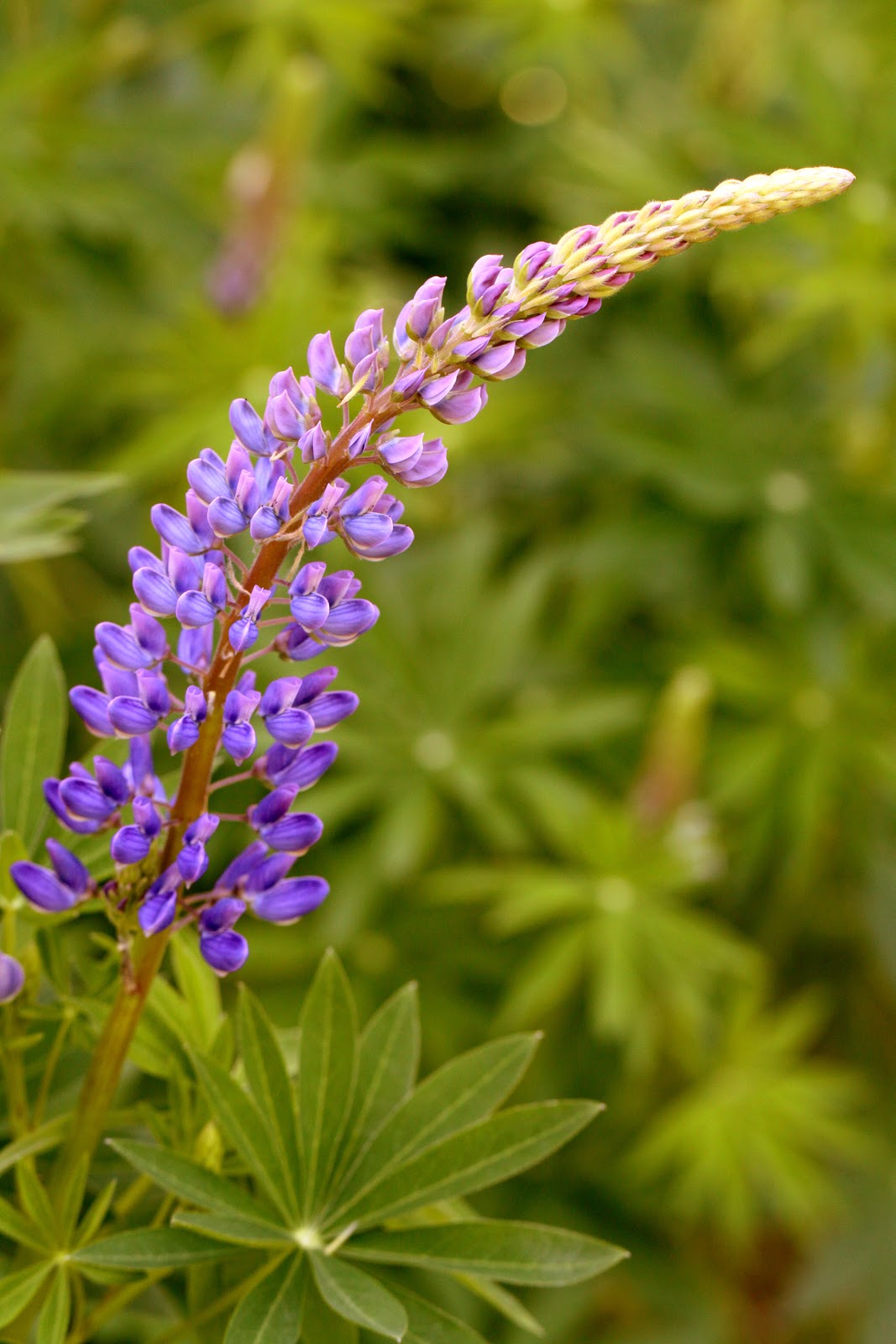 The Retirement Chronicles Butterflies and Flowers....