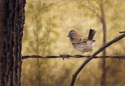 Song Sparrow Bird Painting in Pastel by Colette Theriault Canadian Animal Artist