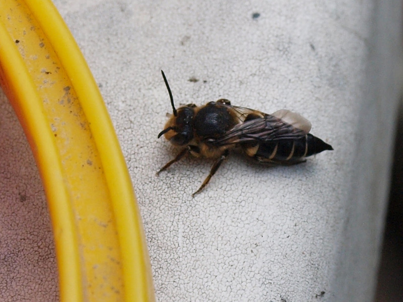 Ragged Robin's Nature Notes Moths and Leaf Cutter Bees