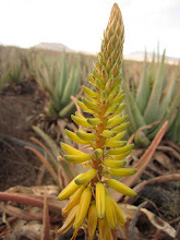 Beautiful Flowering Aloe