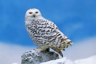 snowy owl