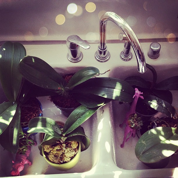 regrowing orchids