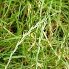 Herbs Treat And Taste Couch Grass Annoying Weed With Saving
