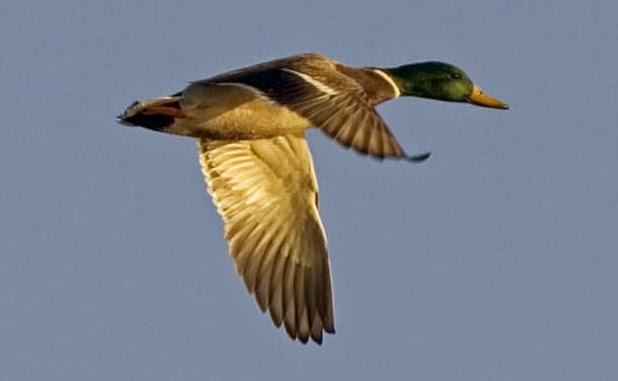 Feedthebirds 1 When Ducks Leave Michigan