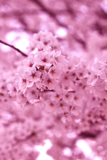 Japanese Seikatsu Bunga Sakura