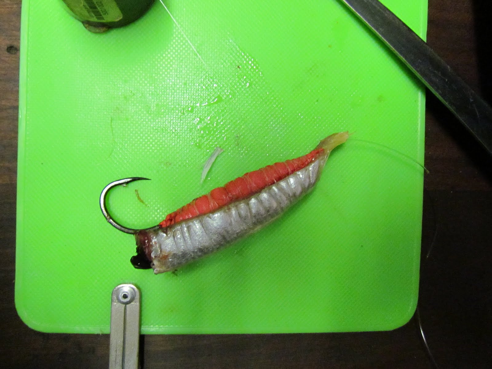 Sardine Bait Presentation atelieryuwa.ciao.jp