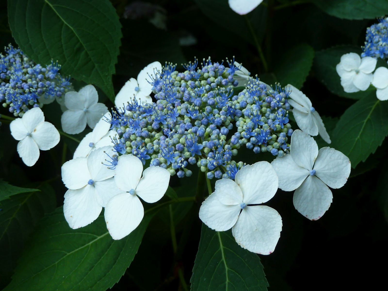 From The Garden Of Zen Ajisai Hydrangea Flowers In Engaku Ji Temple