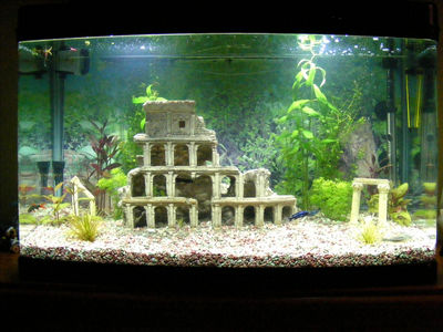 tropical fish tank guide