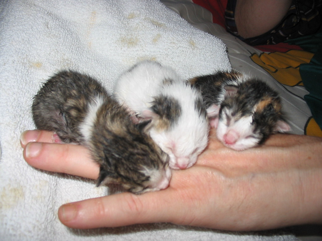 Cute Kittens For Sale