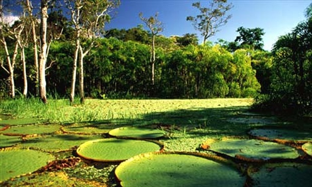 Brazilian Explorers search 'medicine factory' to save lives and rainforest