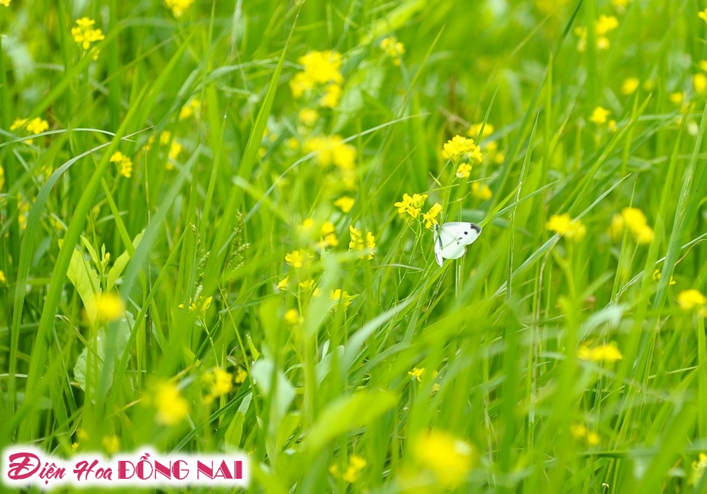 [Image: Ruc-ro-sac-vang-mua-hoa-cai-o-Ha-Noi-11.jpg]