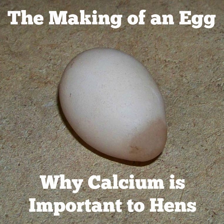 The Making of an Egg, Why Calcium is Important to Hens The (mis