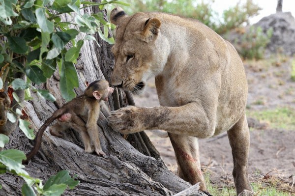reacción de una leona con la cría del babuino