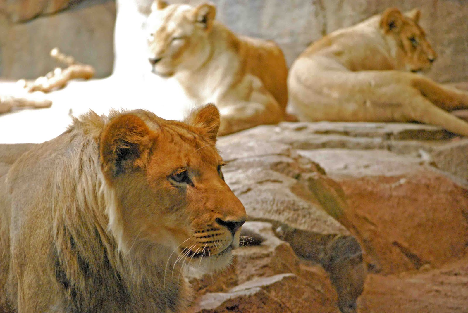 CJO Photo: Lions - Page 1