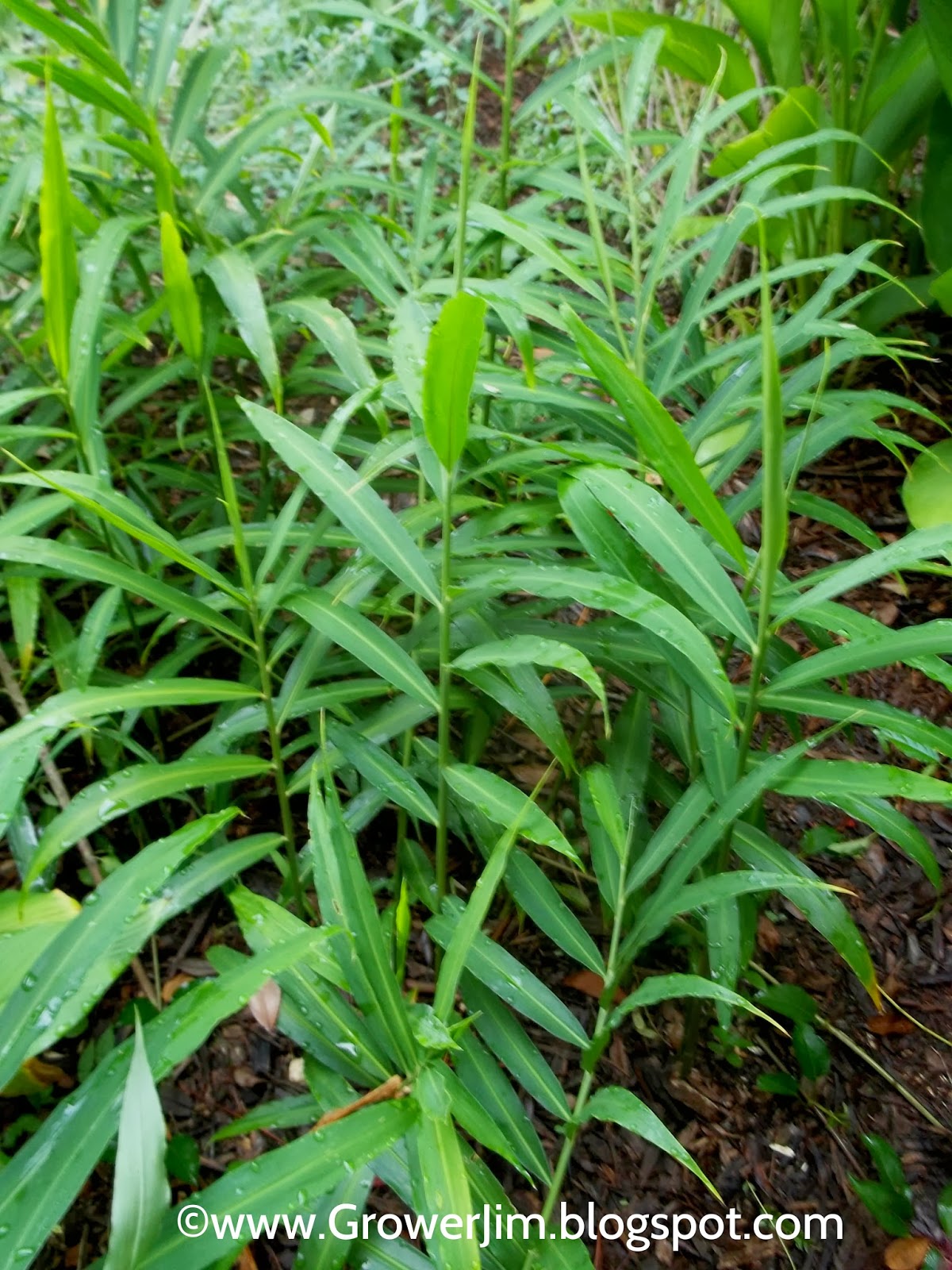 Garden Adventures Ginger root (Zingiber officinale)