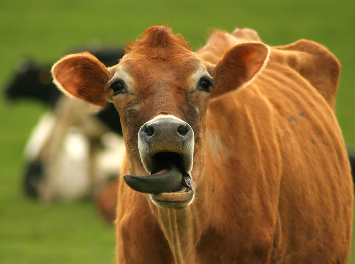 Cool Pictures: Funny cow pictures Collection