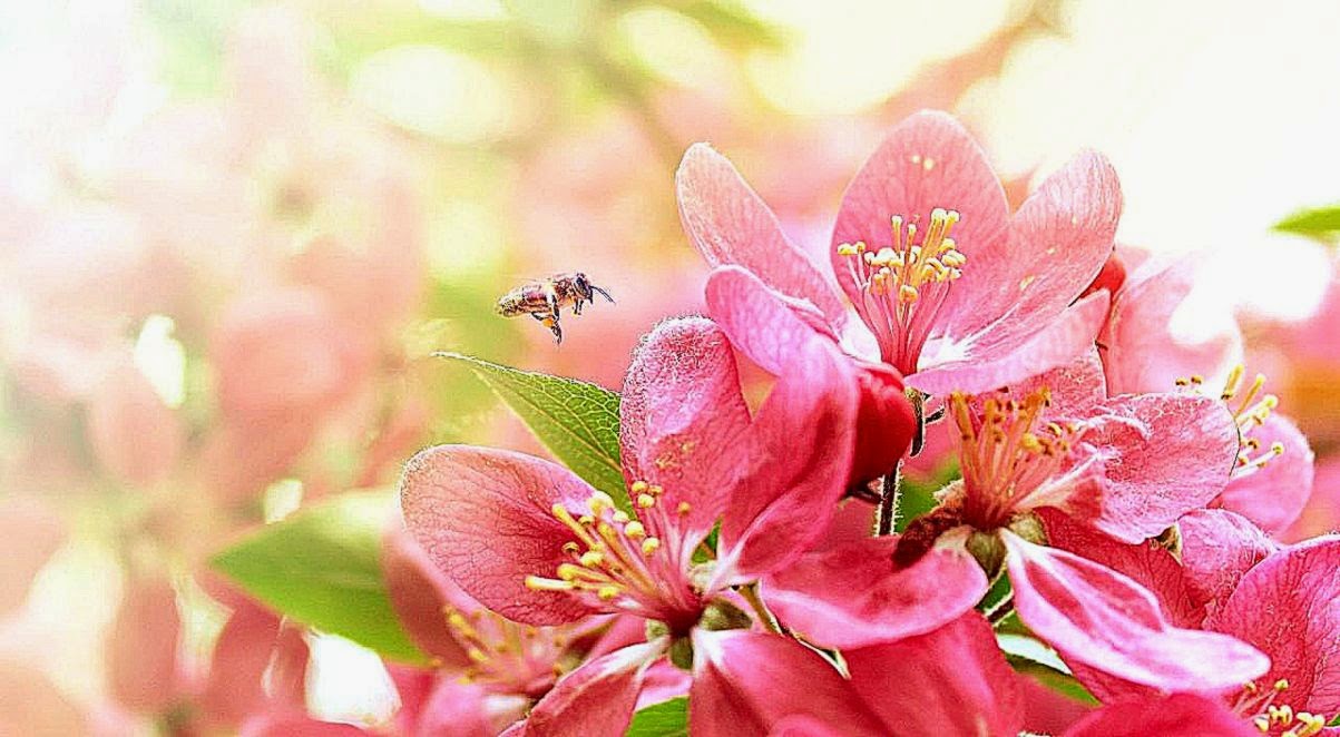 Warm and pure pink flowers desktop wallpaper 1280x720 hd wallpaper Warm and pure pink flowers desktop wallpaper 1280x720 hd wallpaper