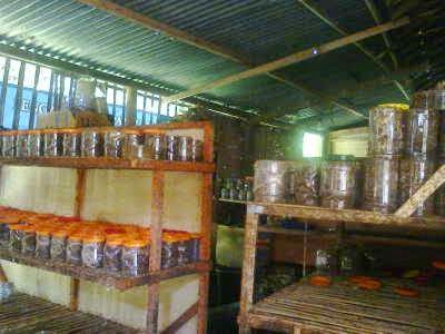 Pembudidaya Semut Rangrang Kulonprogo Gunakan Sistem Sogrok