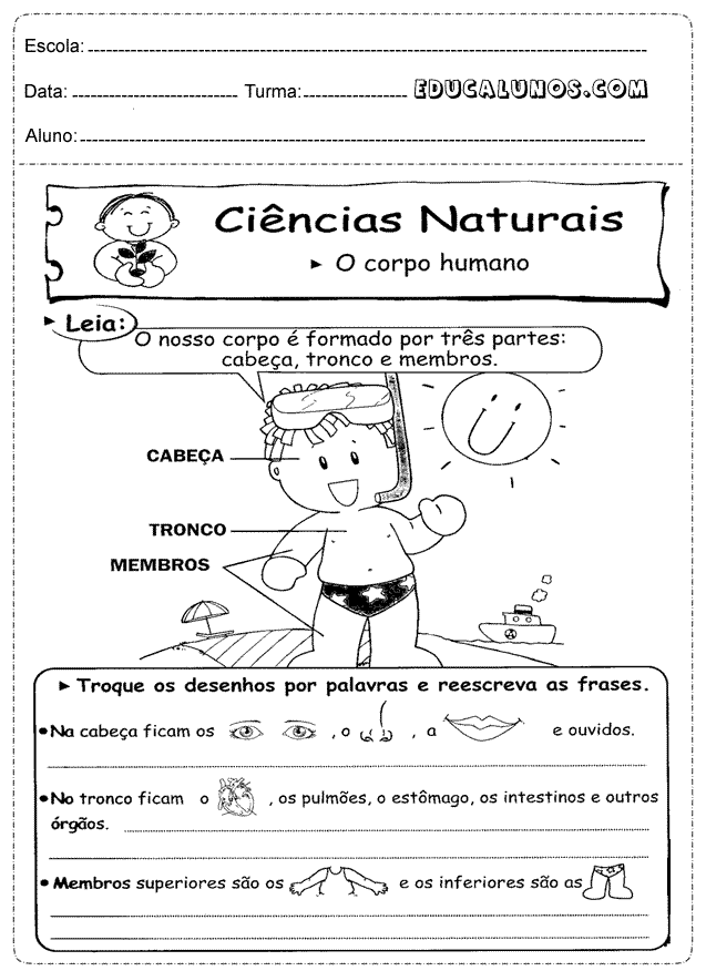 O nosso corpo é formado por três partes: Cabeça, tronco e membros