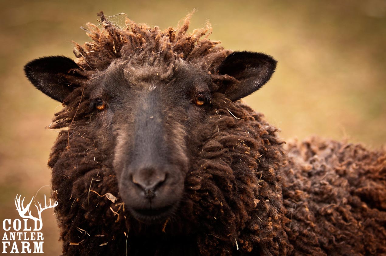 black sheep wool