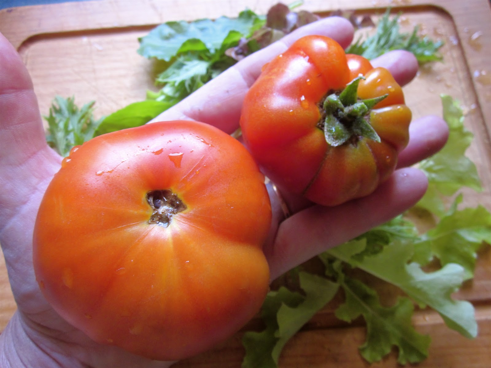 Hazel's Greenhouse Fat Fruit biggest and best!