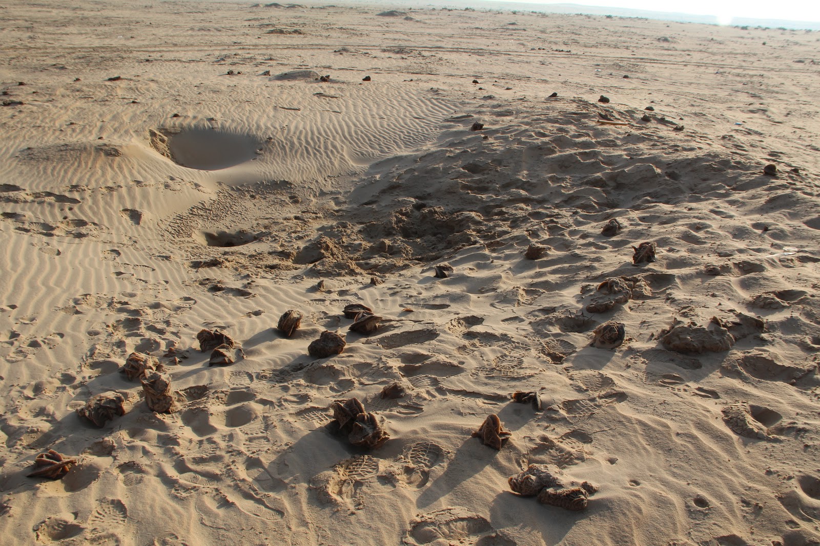Saudi Scenes Sand Roses