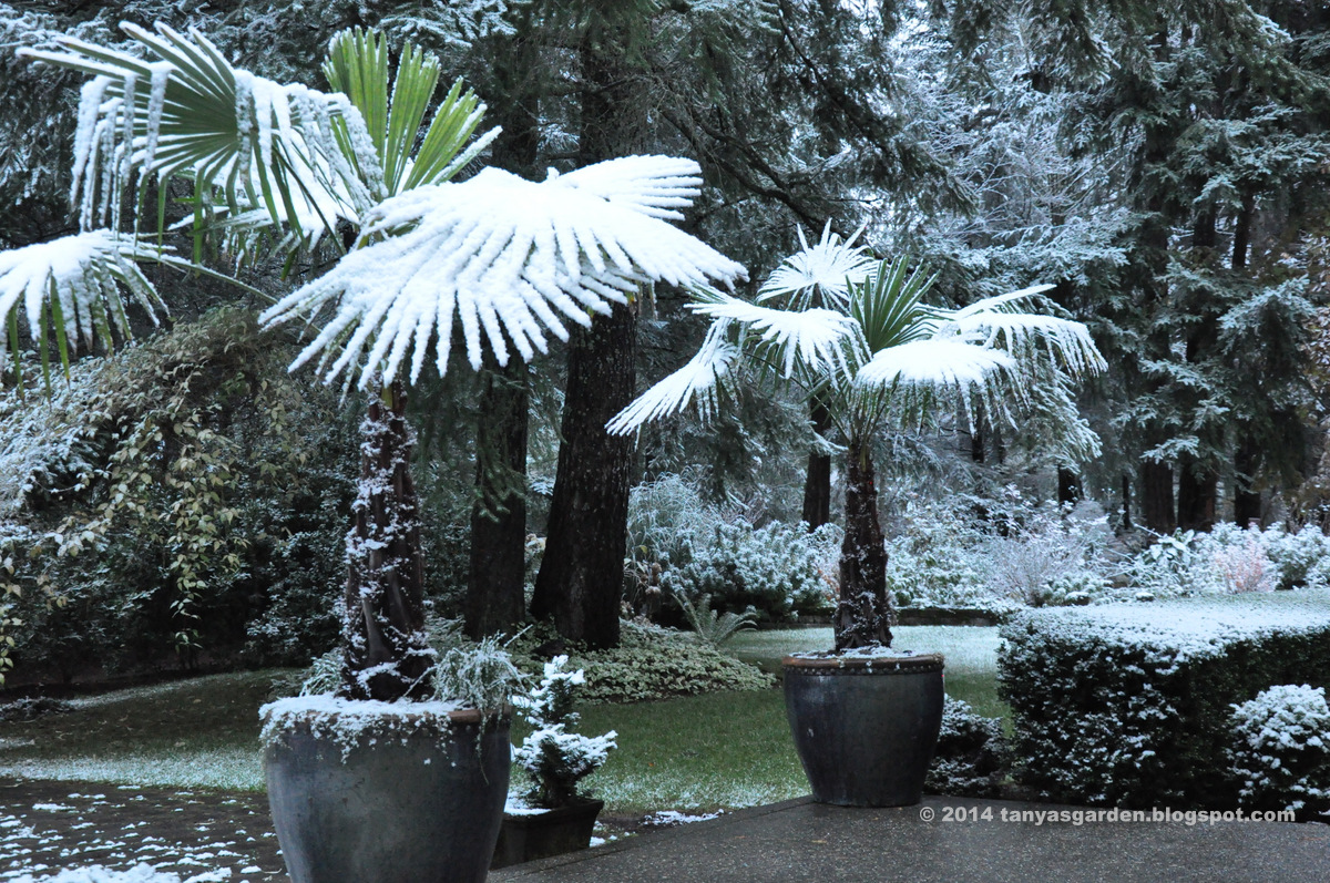 MySecretGarden First Snow in My Garden, Zone 8a