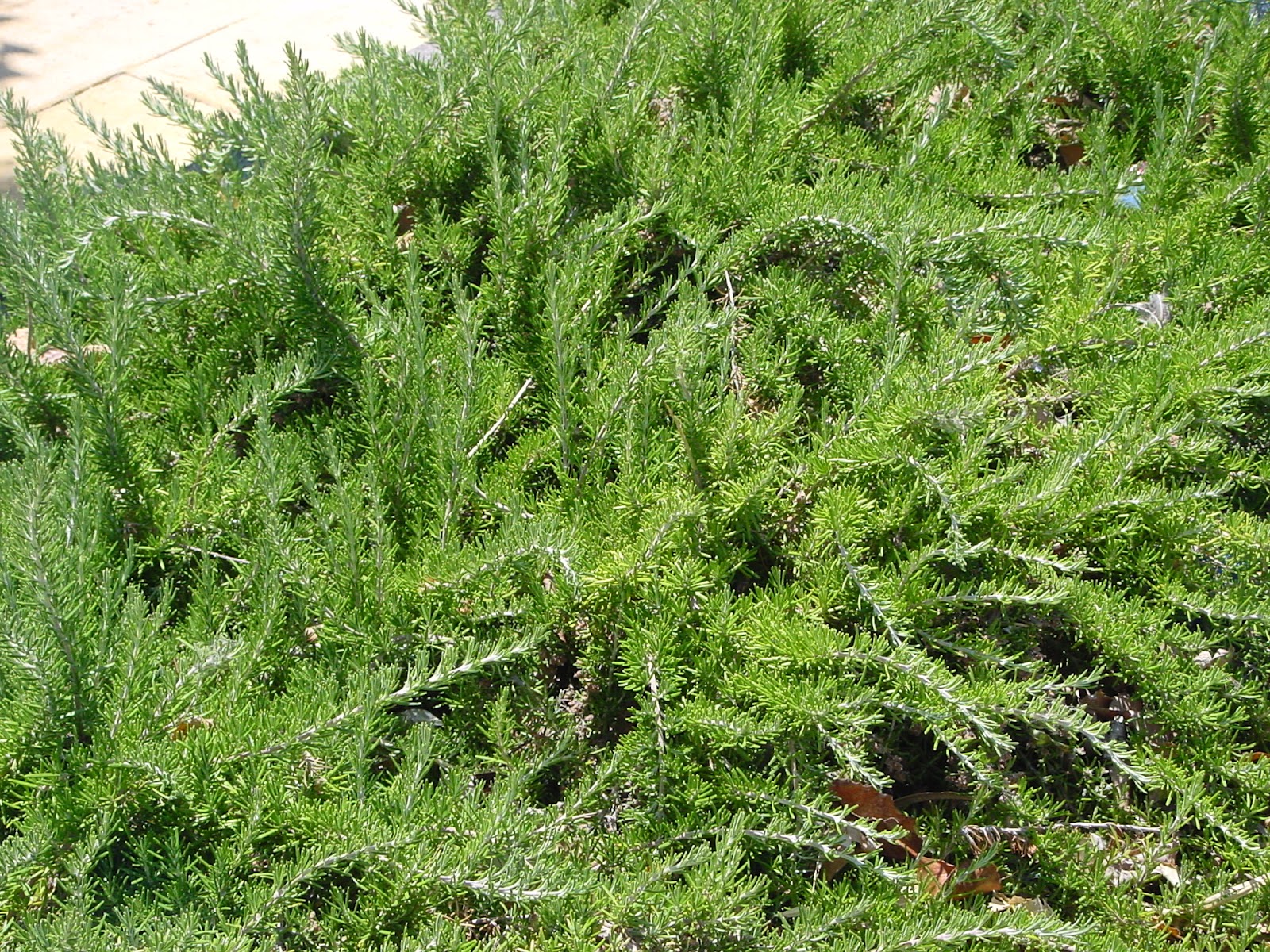 Jardineria Eladio Nonay: Jardinería Eladio Nonay: XEROJARDINERÍA