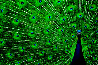 Peacock Awesome Green Features HD Wallpaper