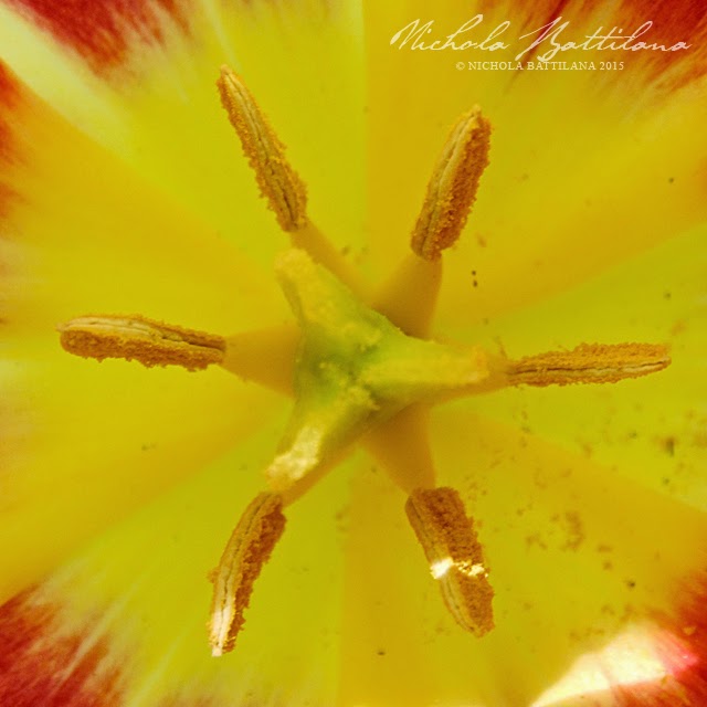 Inside a tulip in the Pixie Hill garden - Nichola Battilana
