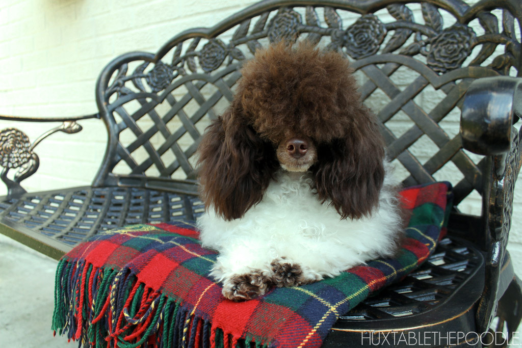 Huxtable The Poodle Toy Poodle Blog Parti Poodle Toy Parti Poodle