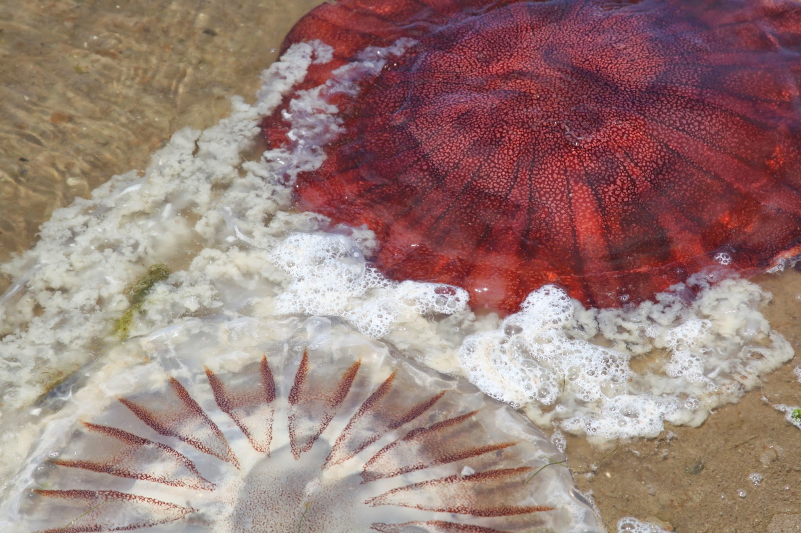 .punctum. beached jellyfish Paracas, Peru