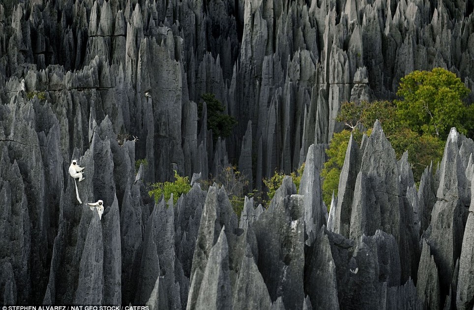 The animal zone Life on the edge Inside the world's largest STONE