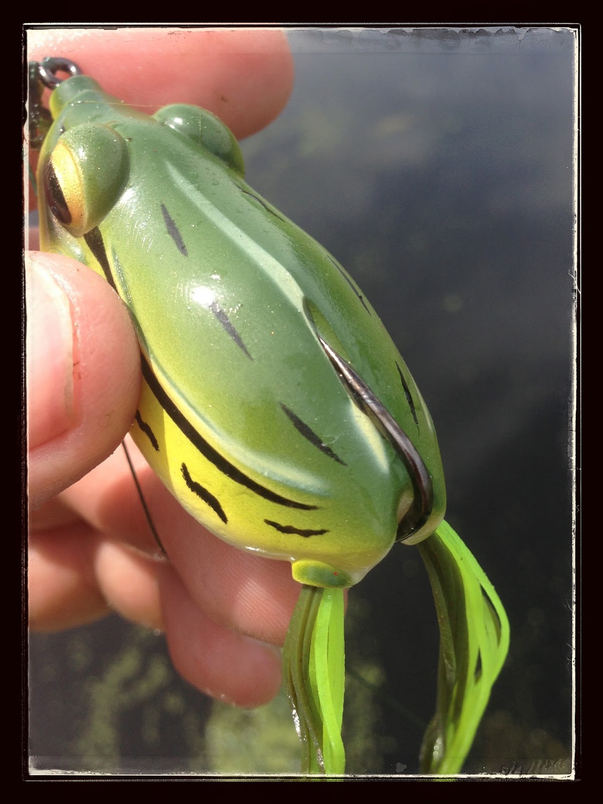 Bass Junkies Frog Pond: EverGreen Kicker Frog Review