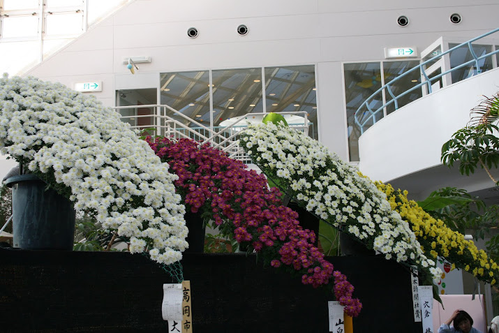 Takaoka mayer Award:Chrysanthemum Exhibition, at Toyama Fairy Tale Forest Toyama prefecture Japan