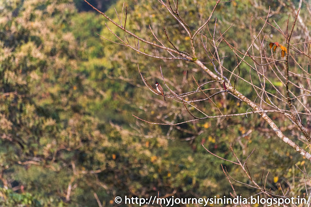 Thattekad Red Whiskered Bulbul