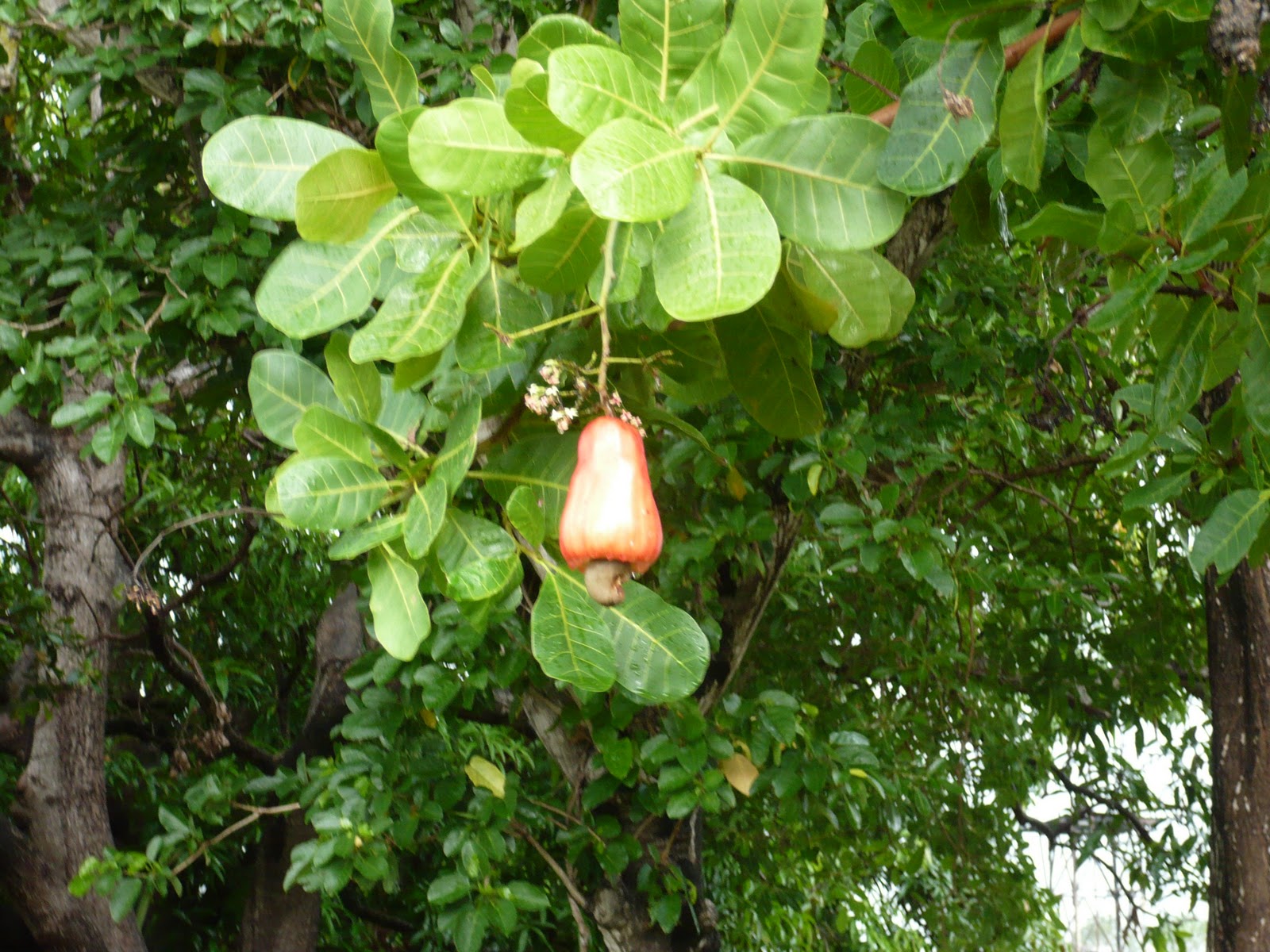 オーストラリア 日常生活 海外で生活 家を建てる カシューナッツの実