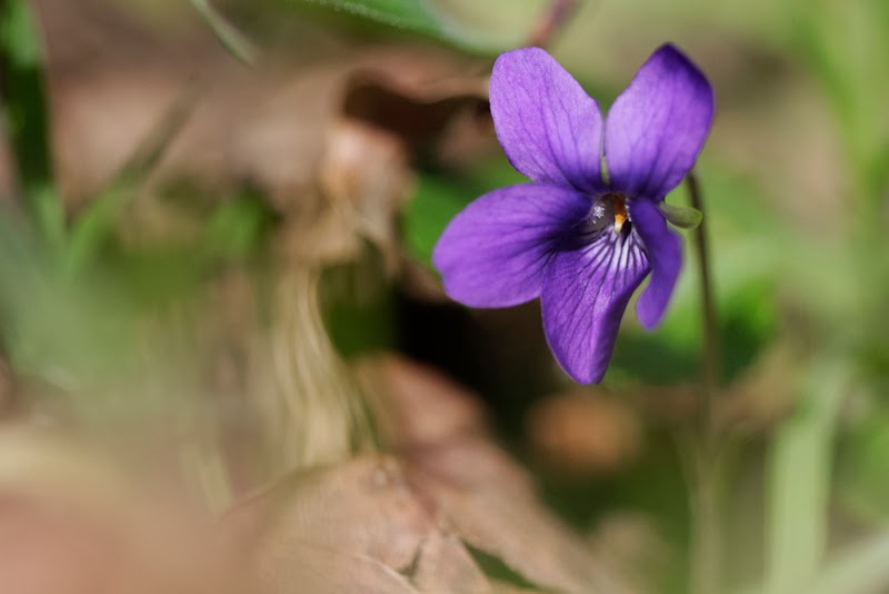 petites fleurs Violette+a