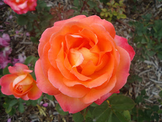 Rosa naranja.