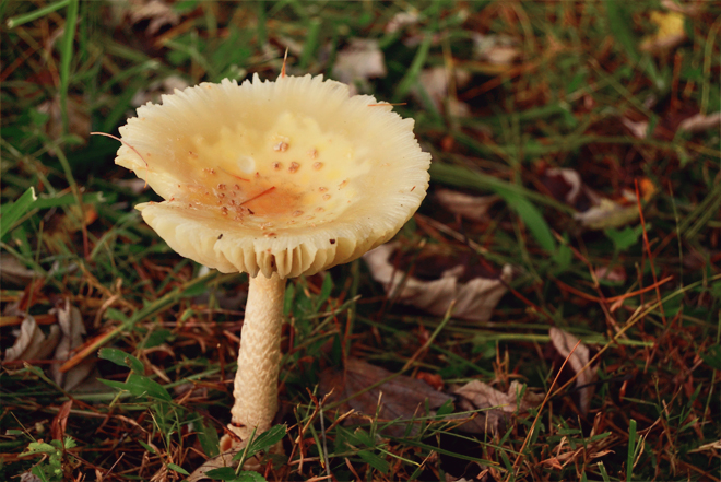 Mushroom Mushroom