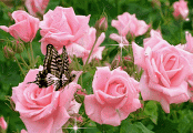 Gifs nature beautiful butterfly Animaciones Libre Gif Fotos гиф анимация 3д образность