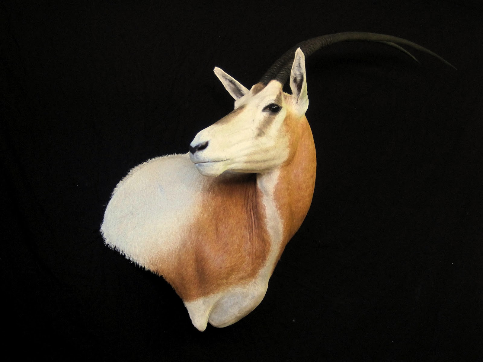 Taxidermy by Josh Hunt Texas