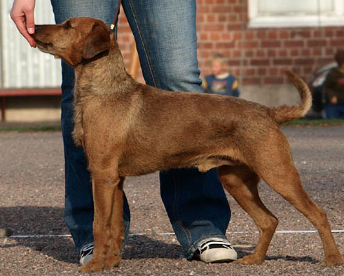 Red Patterdale Terrier Terrier Breeders Patterdale Terrier Skk