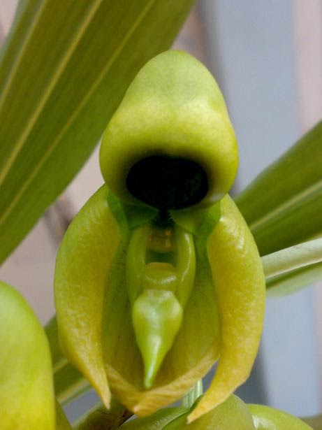 catasetumian catasetum integerrimum